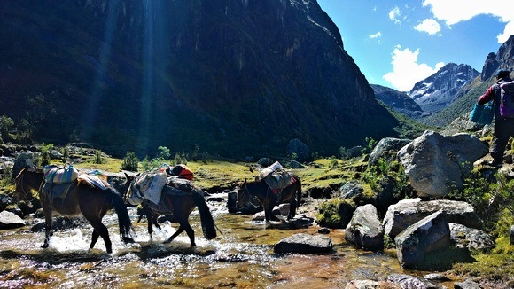 mules and horses crossing a river on the Lares hot springs hike