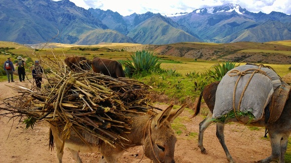 The hike to Maras Salt Mines Peru from Moray is beautiful, with donkeys and Andes mountains towering in the background