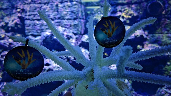 Coral Restoration foundation tabs hanging on coral in an aquarium in the Florida Keys