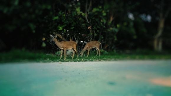 key deer in the Florida Keys