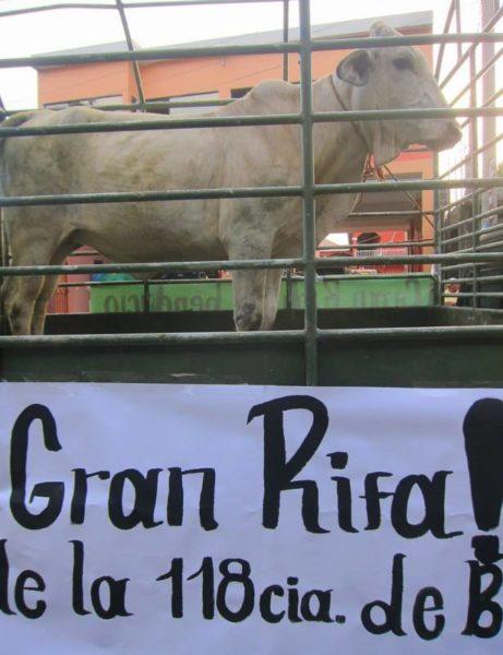cow being auctioned off in Rio Dulce
