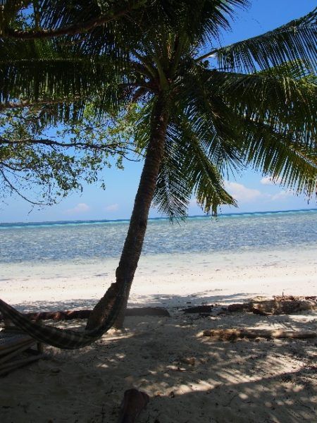Hoga Island, palm tree and hammock on the beach