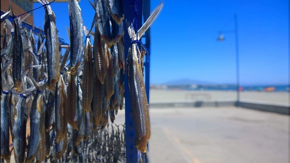 Sardines drying naturally