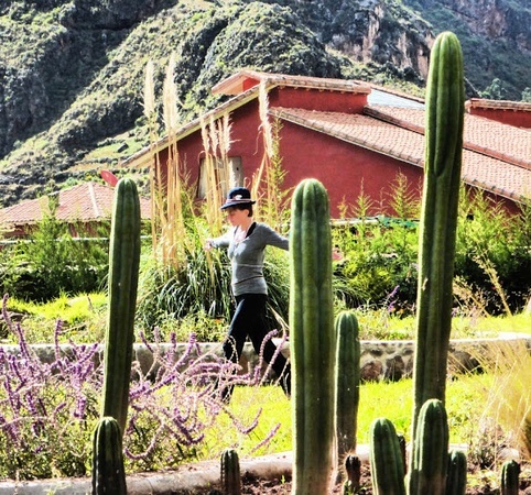 walking through a san pedro plant medicine garden in Peru