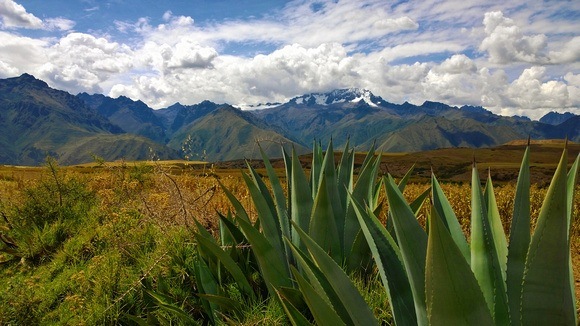 snow-capped mountains and cactus plants in Peru