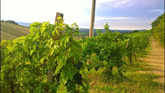 vineyards in Italy