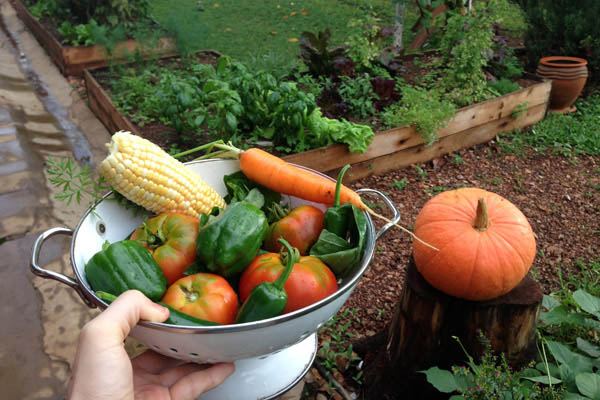 Some Kigali garden goodies