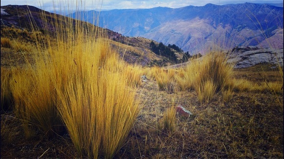bright yellow grass plants int he Andes mountains