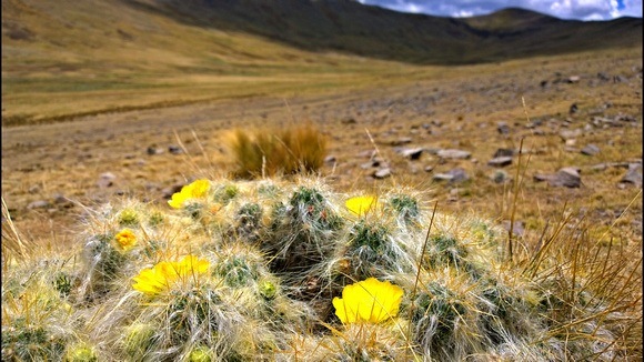 fuzzy cactus bush with yellow flowers and Peruvian Andes in the background 