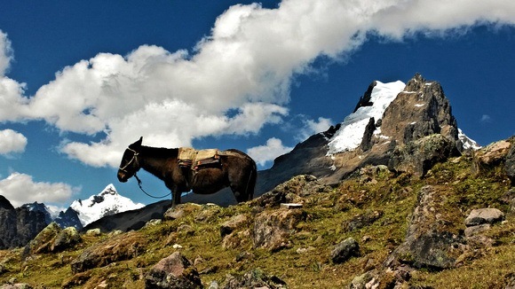 Lares trek in Peru with a donkey and glacier in the background