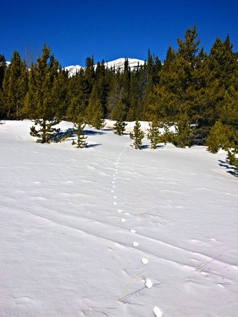 footprints in the snow