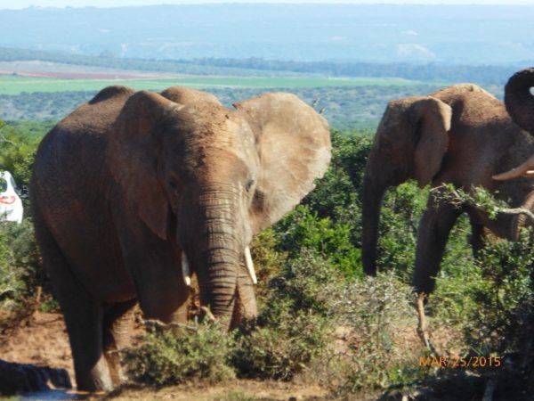 Elephants in South Africa