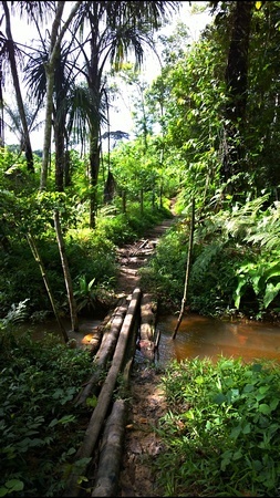 The jungle path into Sachamama retreat centre, 30 minutes from the road