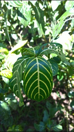 altaruna plant