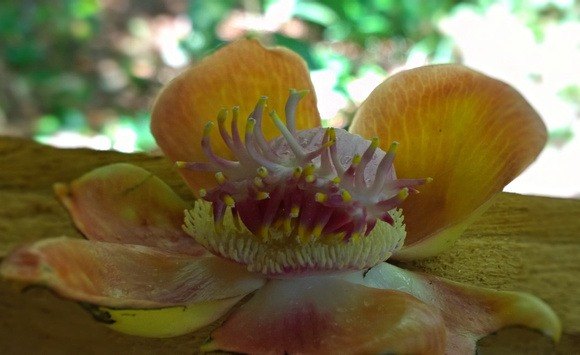 ayahuma flower