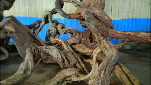 150 year old ayahuasca vine