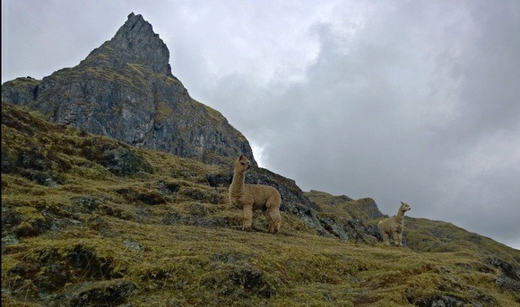 llamas in Peru