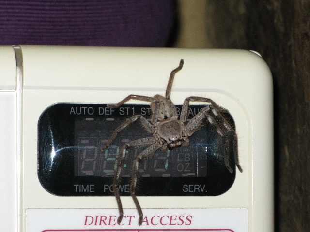 huntsman spider on a microwave