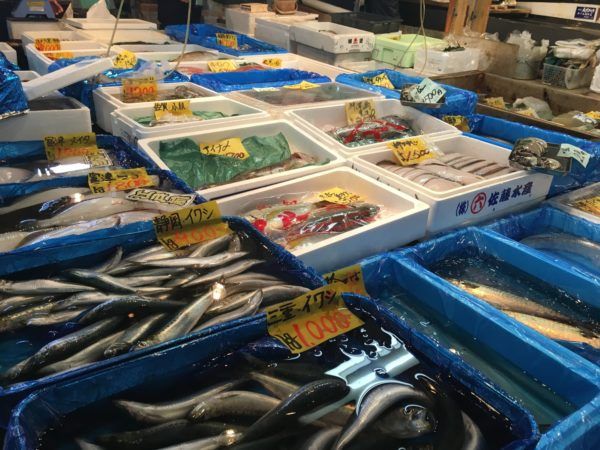 Tsukiji Fish Market fish for sale! 