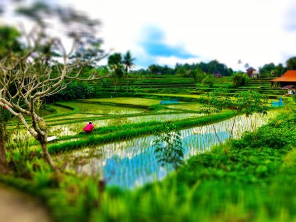 rice fields on the Campuhan Ridge Walk