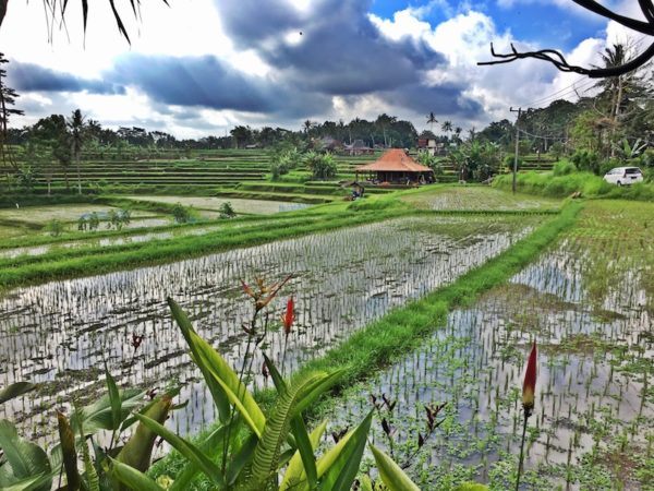 rice fields