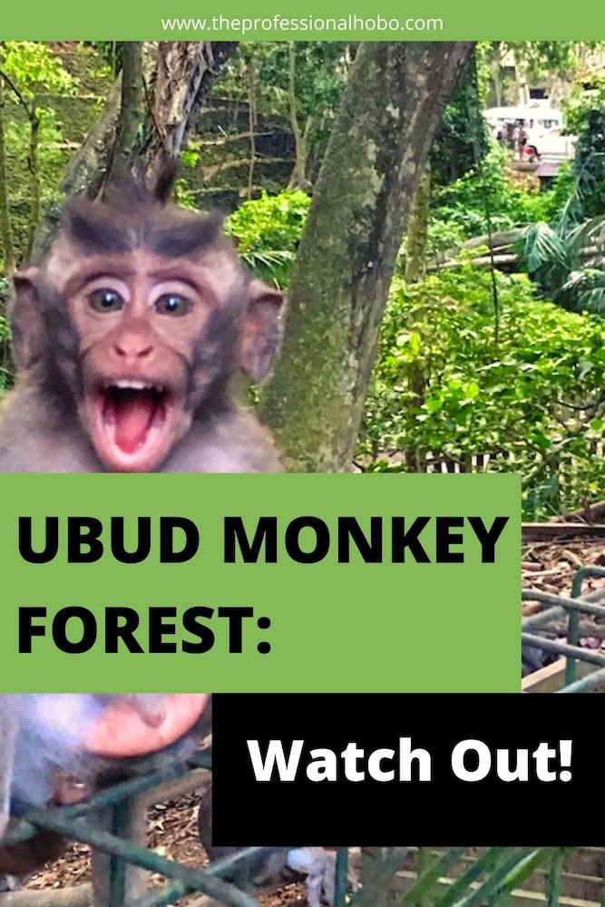 The Ubud Monkey Forest is a sanctuary for monkeys, with a path running beside it that I walk daily. People think I'm crazy! Here's why. #Bali #Indonesia #monkeys #MonkeyForest #Ubud #UbudMonkeyForest #TheProfessionalHobo