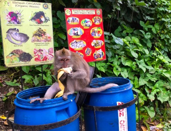 garbage picking monkey