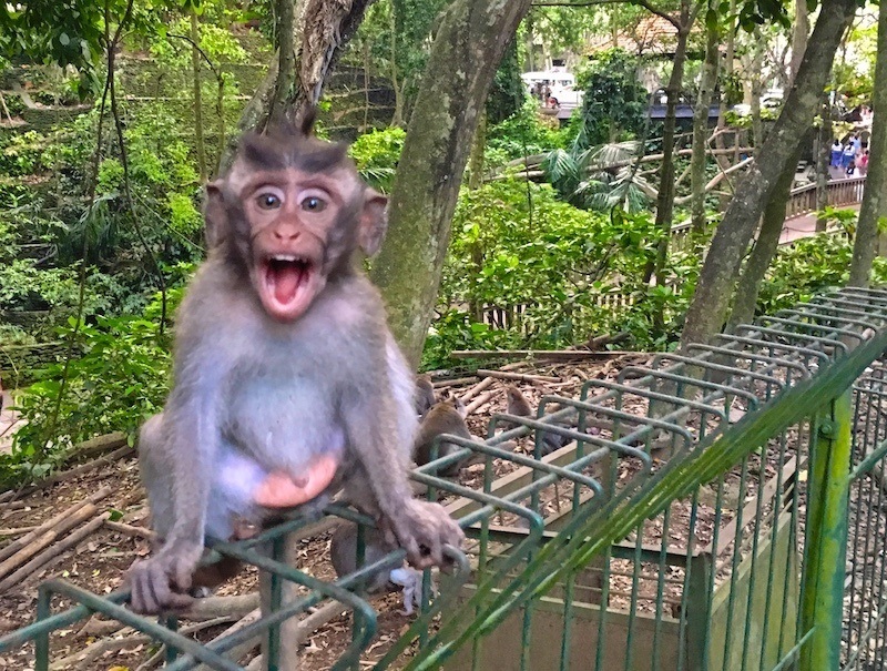 laughing monkey at the Ubud Monkey Forest