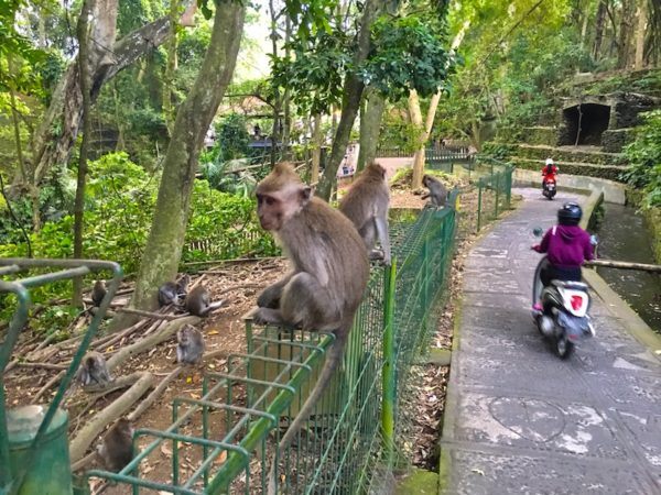 monkey forest shortcut