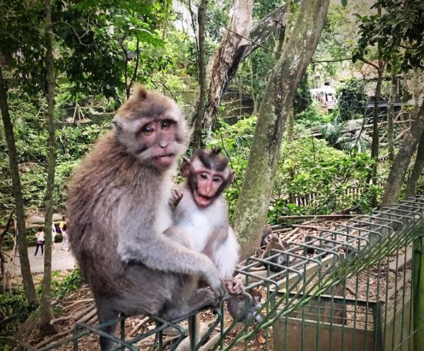 Monkey Forest mum and child