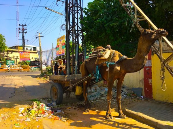 camel in Jaipur