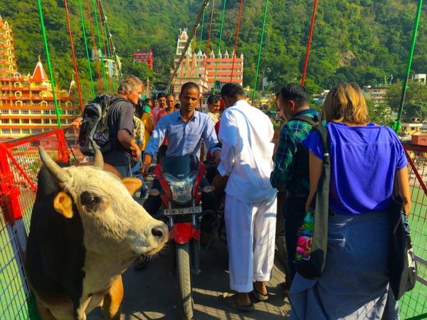 Laxman Jhula bridge in Rishikesh, India