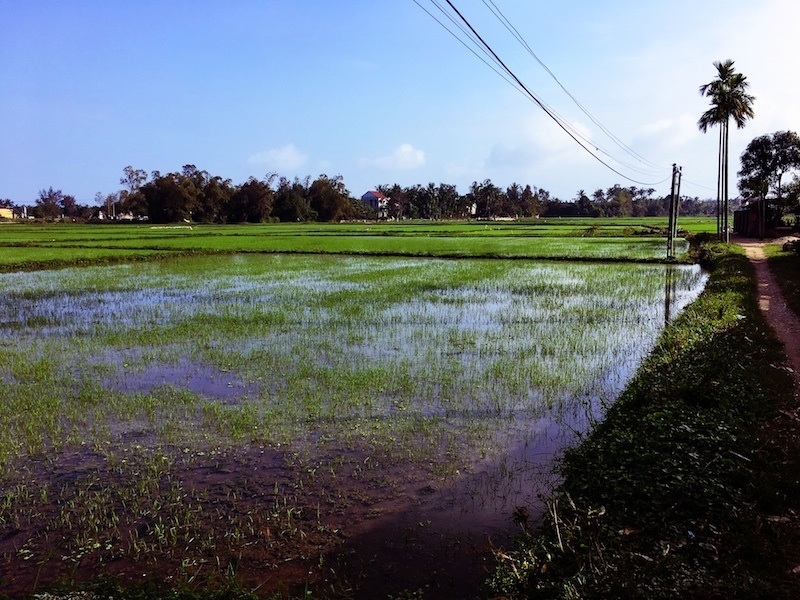 rice paddy in Vietnam