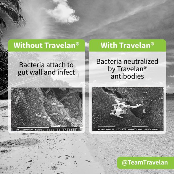 Travelan - bacteria with and without