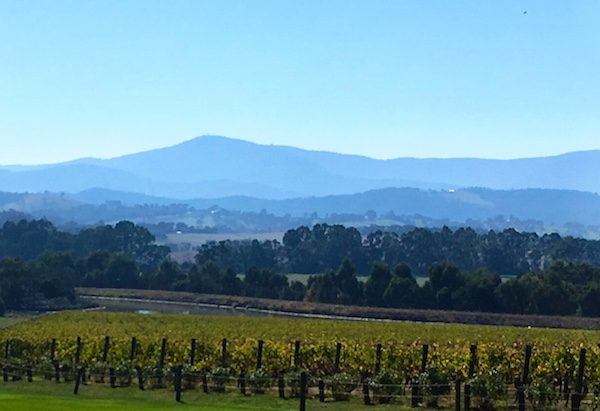 A vineyard in Melbourne's Yarra Valley, Australia, 2018