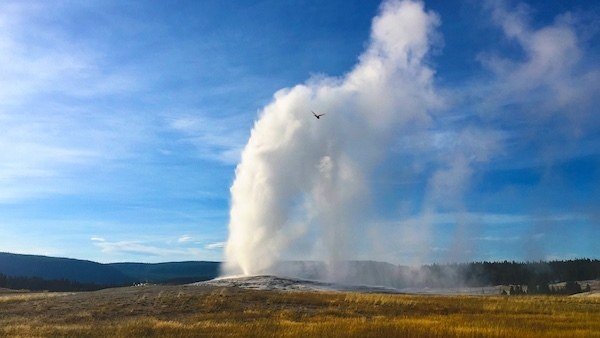 Old Faithful, a must-see when you're on a Yellowstone vacation