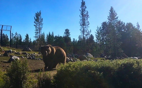 Red Lodge Montana Grizzly Bear