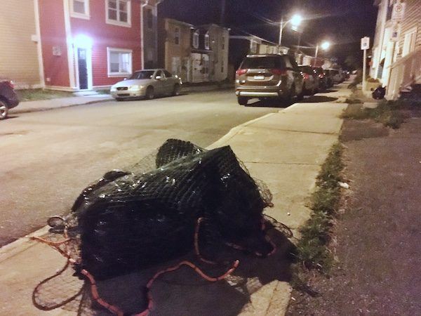 Fishing net covering garbage in St. John's Newfoundland