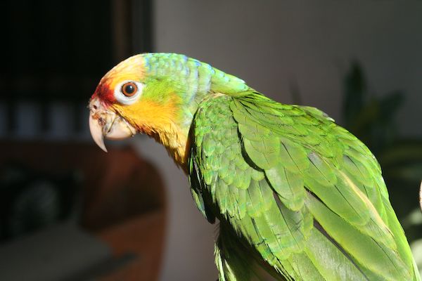 Painted Parrot