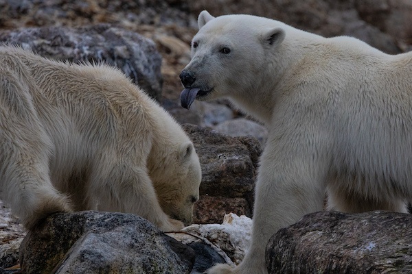 polar bears in Svalbard