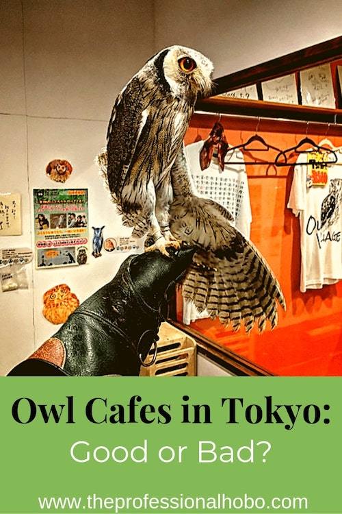 Owl cafes in Tokyo: I came, I saw, and I'm unsure whether they're cool. Here's the good and the bad, along with some food for thought about animal captivity. #TokyoCafe #OwlCafes #OwlCafesTokyo #TravelTips #FullTimeTravel #AnimalCafes #Japan #Tokyo