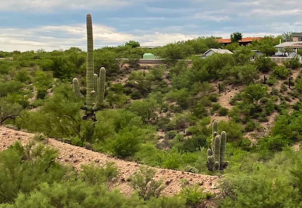 Cacti in Arizona